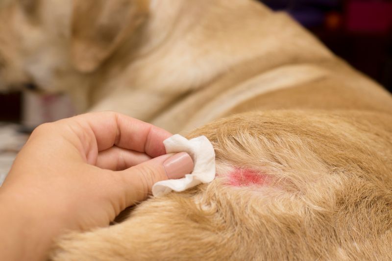 Atopic dermatitis skin diseases in a yellow labrador
