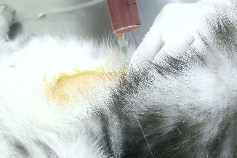Veterinarian collecting a urine sample from a cat using cystocentesis