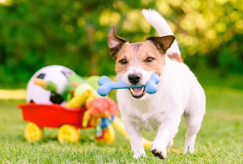 Happy dog playing outdoor walking with rubber bone next to cart full of doggy toys and balls