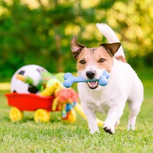 Happy dog playing outdoor walking with rubber bone next to cart full of doggy toys and balls