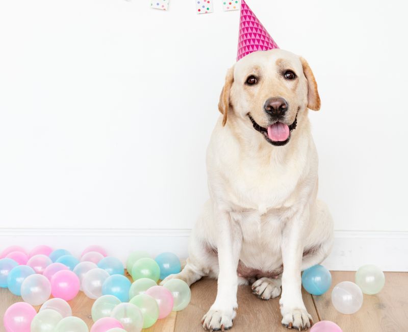 Cute Labrador Retriever with a party hat at a birthday party
