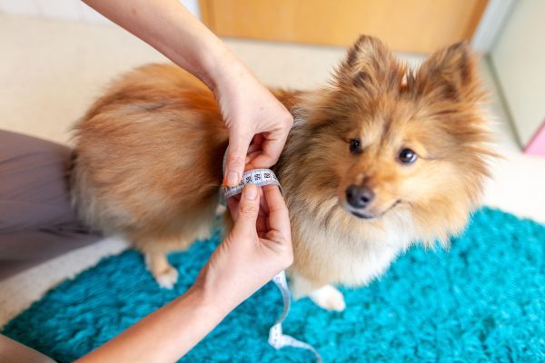 Dog health, dog care, dog weight, obesity in dogs Bow Wow Meow Pet Insurance