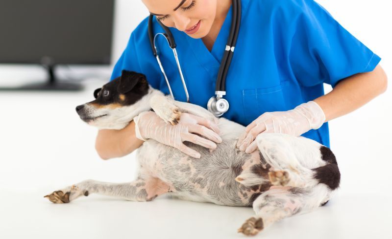young vet doctor checking pet dog skin in animal hospital