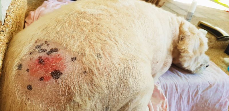 A little dog has dermatitis hot spot