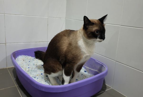 Cat health, cat care, cat Urinary tract infection Bow Wow Meow Pet Insurance