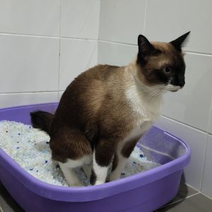 Urinary tract infection (UTI) in cats Cat health, cat care, cat Urinary tract infection Bow Wow Meow Pet Insurance