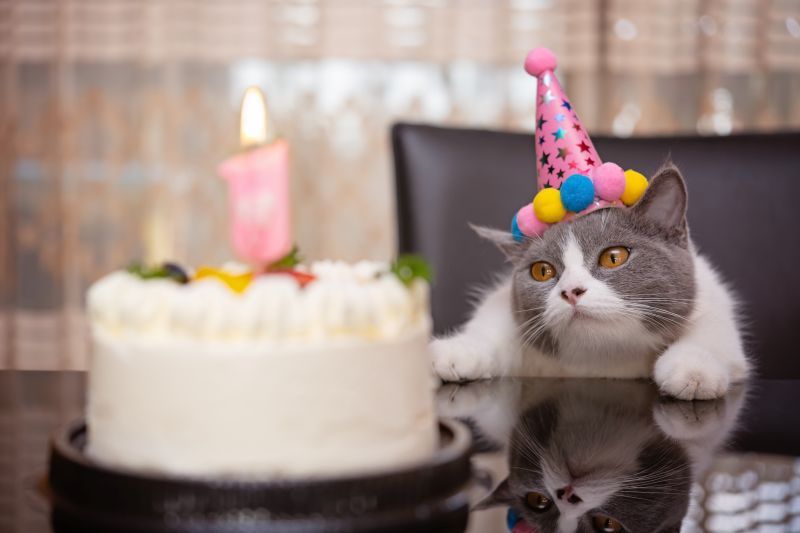 cute british shorthair cat celebrating her 1-year-old birthday with cake and party hat