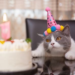 cute british shorthair cat celebrating her 1-year-old birthday with cake and party hat
