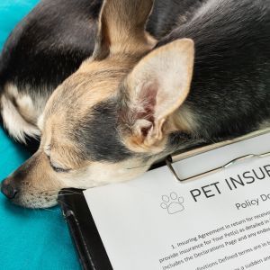 Pet insurance, cute dog sleeping with insurance policy, pet safe and healthy