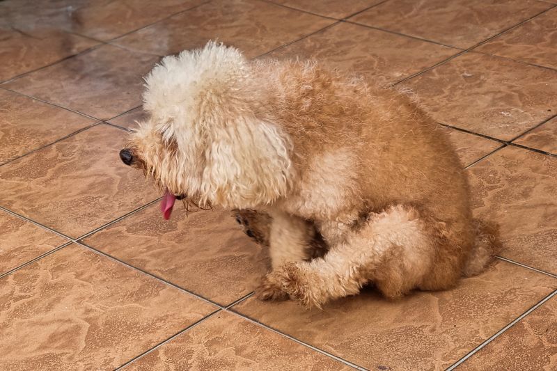 Poodle pet dog scooting on rough floor surface to relieve itch discomfort due to anal gland problem