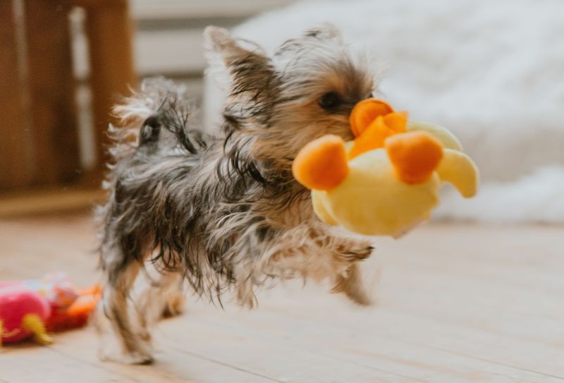 Yorkshire Terrier playing with a stuffed duck toy on the floor