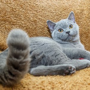 Cat behaviour, cat tail signs Bow Wow Meow Pet Insurance