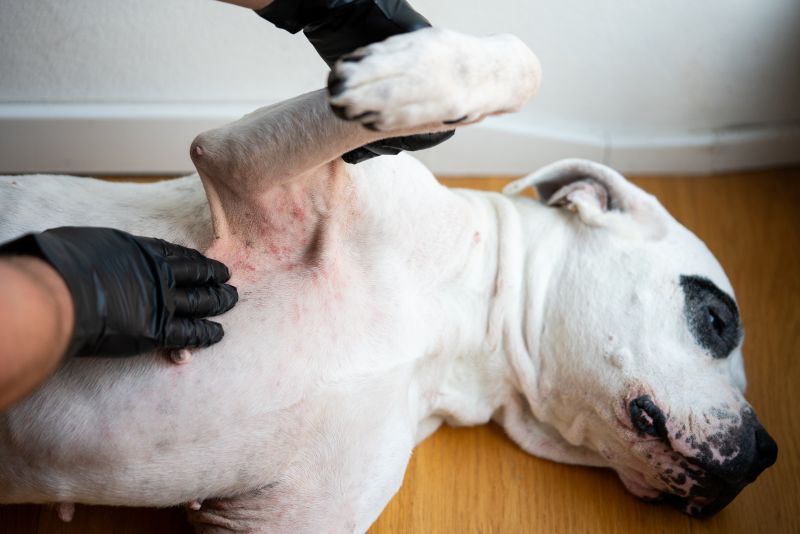 Veterinarian examining a dog's armpit and chest area with visible skin redness, rash, and signs of dermatitis