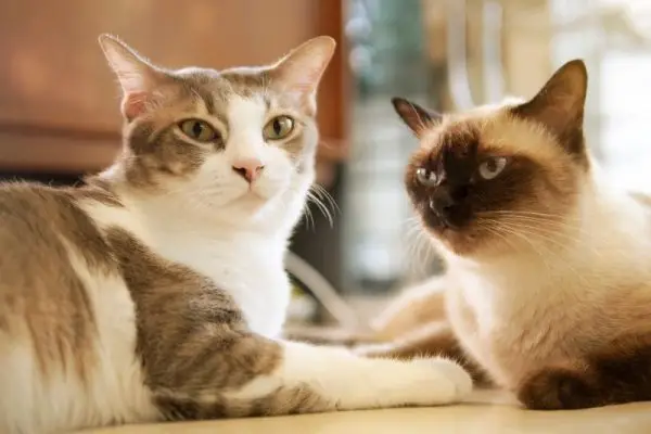 A Tabby cat and a Siamese cat, sitting together facing each other