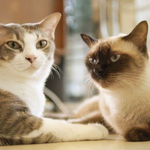 A Tabby cat and a Siamese cat, sitting together facing each other