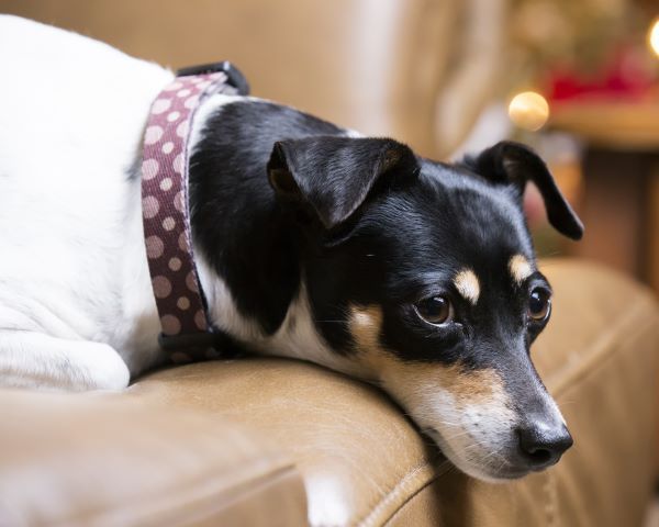 Rat Terrier dog breed Bow Wow Meow Pet Insurance