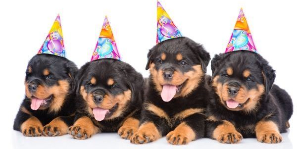 Dog birthday party Bow Wow Meow Pet Insurance