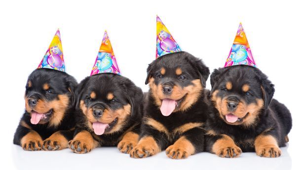 Dog birthday party Bow Wow Meow Pet Insurance