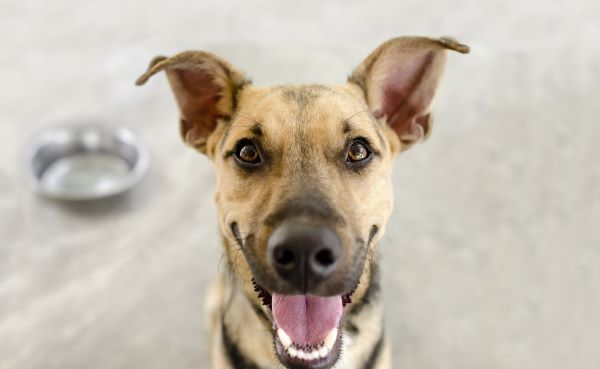 Canine care, dog behaviour, Bow Wow Meow Pet Insurance