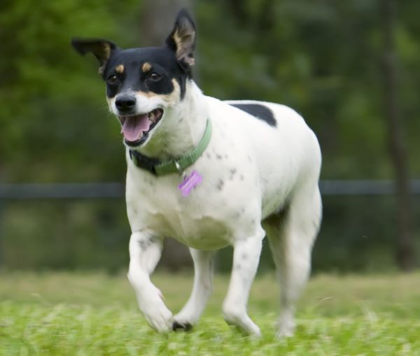 Rat Terrier dog breed Bow Wow Meow Pet Insurance