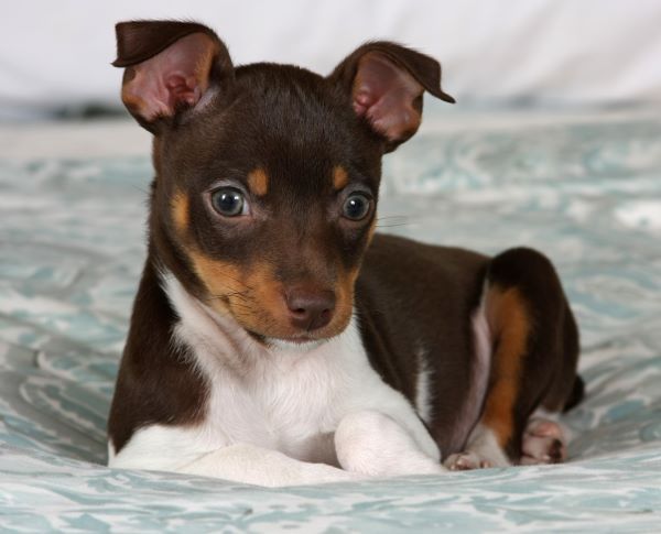 Rat Terrier dog breed Bow Wow Meow Pet Insurance