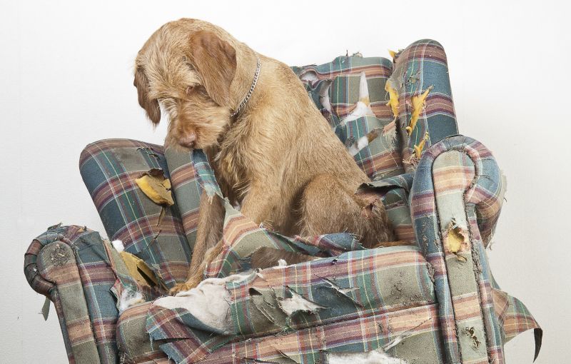 Bored dog left at home alone demolishes a chair to keep itself occupied