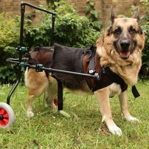 Arthritis in dogs and cats Cat health, Arthritis in cats, Dog health, Arthritis in dogs, dog osteoarthritis Bow Wow Meow Pet Insurance