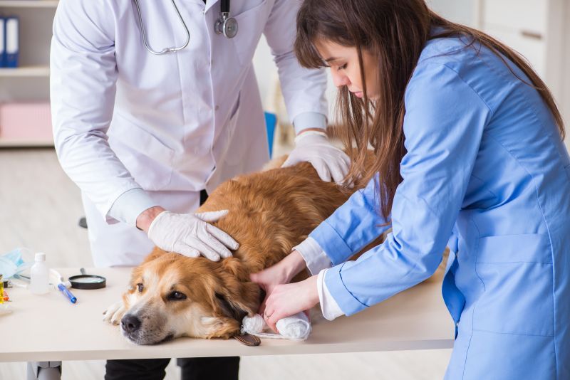 Veterinary team examining a dog after an injury