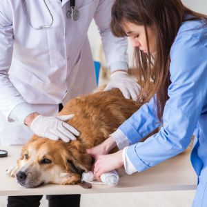 Veterinary team examining a dog after an injury