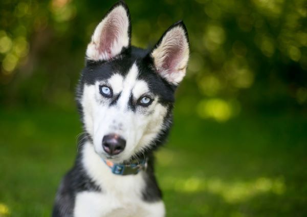 Canine care, dog behaviour, Bow Wow Meow Pet Insurance