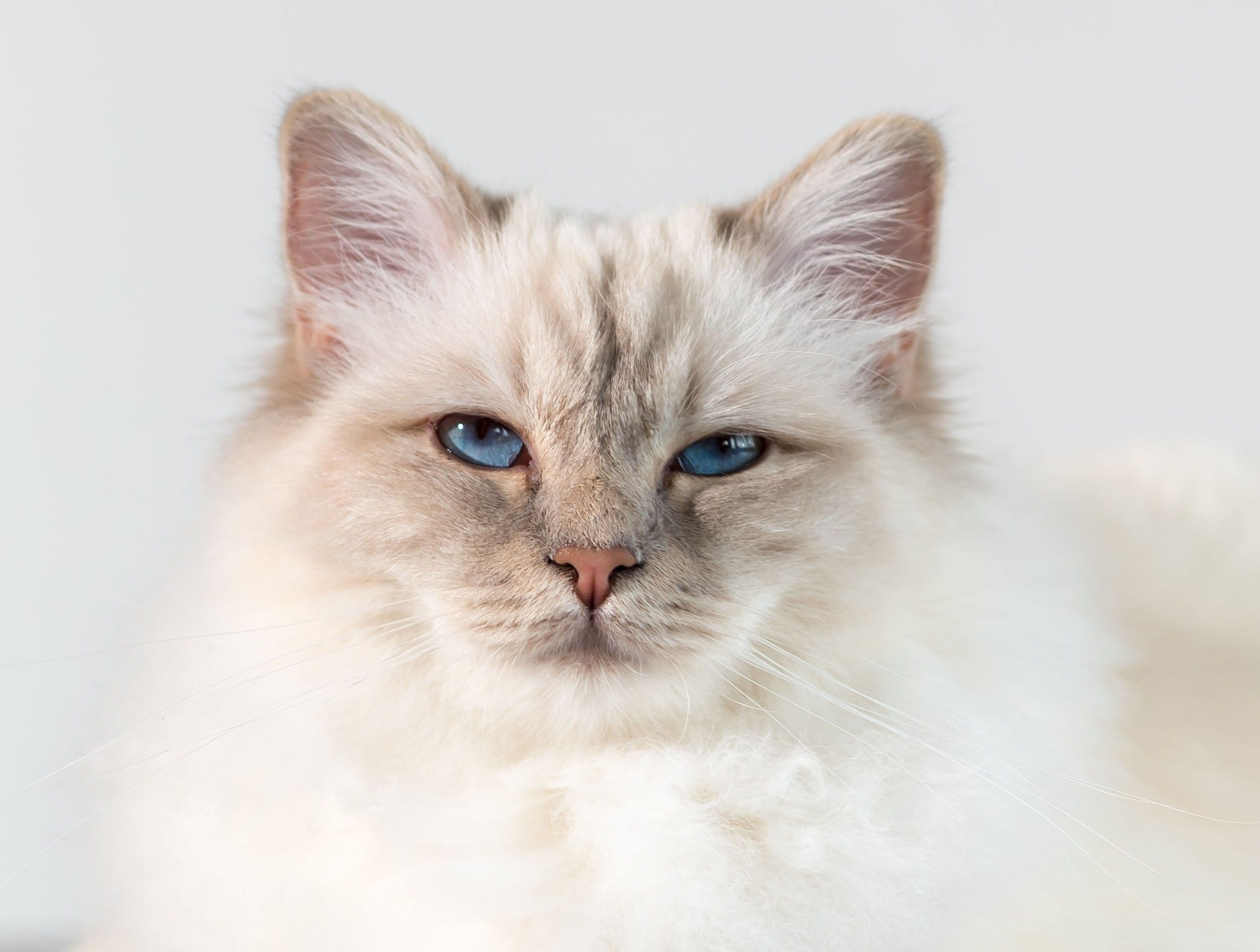 Cat behaviour, cat owner's help guide, Bow Wow Meow Pet Insurance