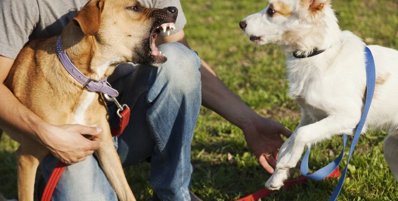 Two dogs showing tension outdoors