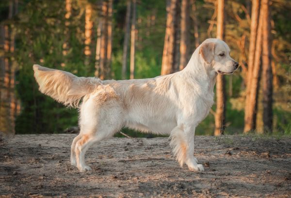 Golden Retriever dog breed Bow Wow Meow Pet Insurance