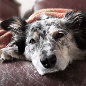 Gastroenteritis in dogs, dog health, dog care Bow Wow Meow Pet Insurance