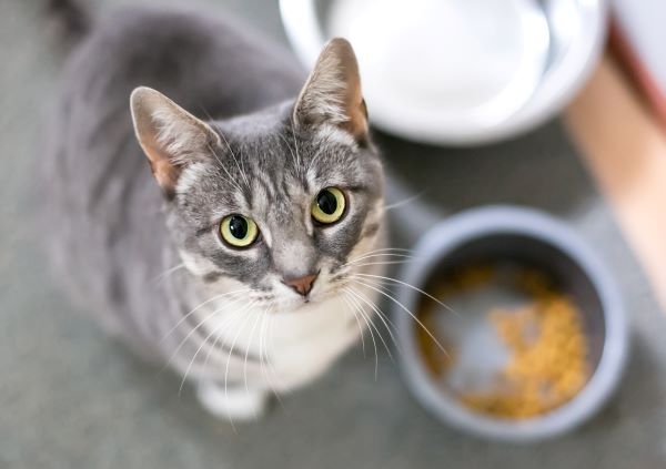 Cat behaviour, cat owner's help guide, Bow Wow Meow Pet Insurance