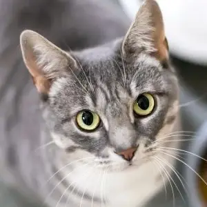 A grey cat with big yellow eyes looks up towards the camera