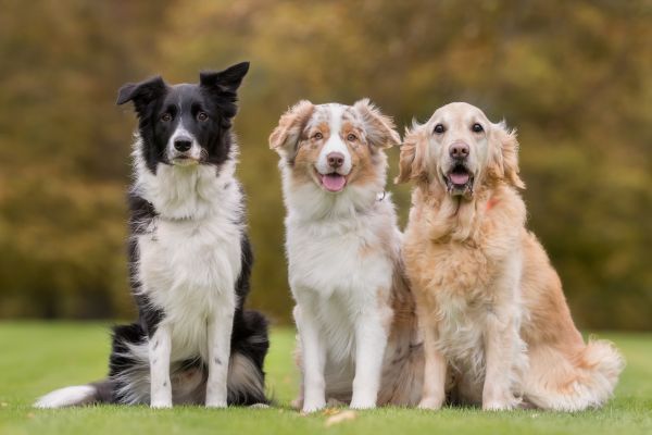 The smartest dog breeds Bow Wow Meow Pet Insurance