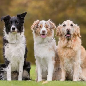 The smartest dog breeds Bow Wow Meow Pet Insurance