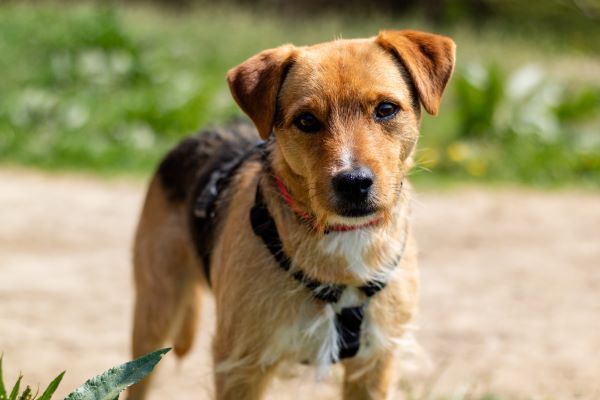 Canine care, dog behaviour, Bow Wow Meow Pet Insurance