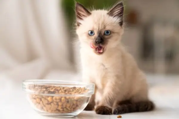 Little Siamese type kitten sits next to a big bowl of dry cat food, licking its lips
