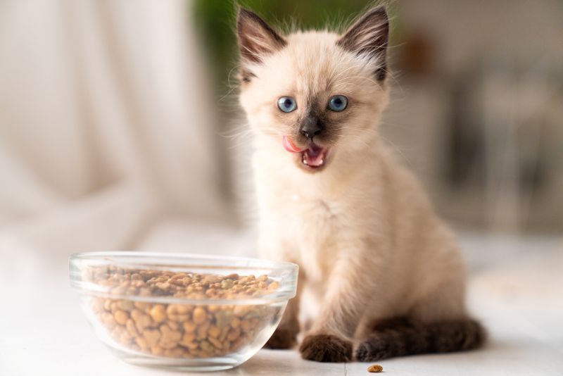 Little Siamese type kitten sits next to a big bowl of dry cat food, licking its lips