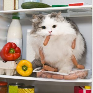White cat sitting on food in fridge with sausage in its mouth, surrounded by human foods
