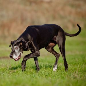 Osteoarthritis in dogs Dog health, Arthritis in dogs, dog osteoarthritis Bow Wow Meow Pet Insurance