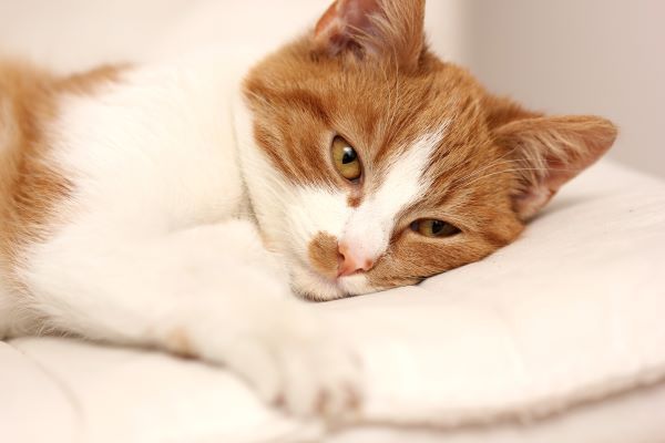 Cat care, kitten care Bow Wow Meow Pet Insurance