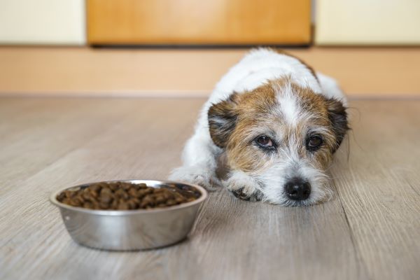 Dog health, dog care, Bow Wow Meow Pet Insurance
