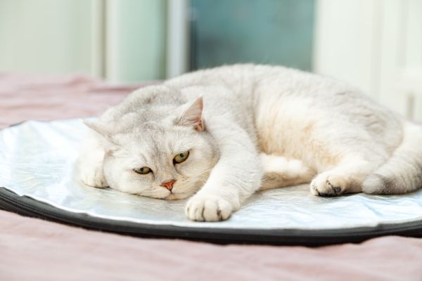 Cat care, cat health, Bow Wow Meow Pet Insurance