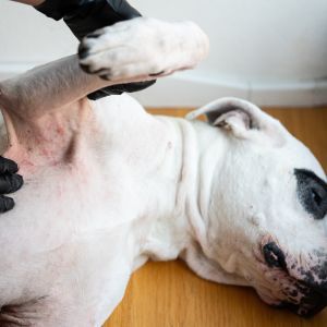 Dermatitis in dogs and cats: symptoms, causes and treatment Veterinarian examining a dog’s irritated skin for signs of dermatitis