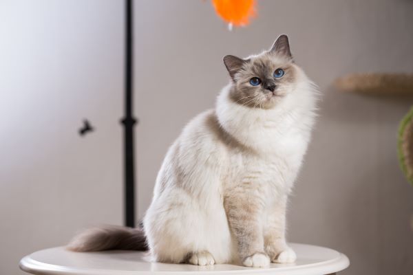 Cat behaviour, cat owner's help guide, Bow Wow Meow Pet Insurance