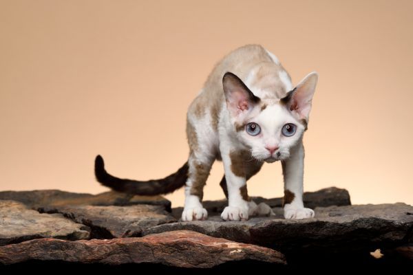 Devon Rex cat breed Bow Wow Meow Pet Insurance