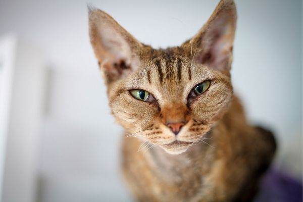 Devon Rex cat breed Bow Wow Meow Pet Insurance
